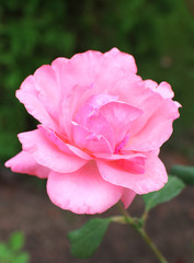 Beautiful pink roses in garden, close up
