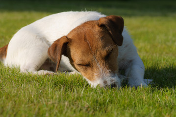 Dog puppy sleeping on a grass