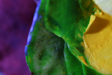 Beautiful painted rose, macro