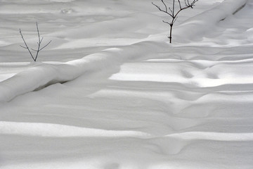 snow as a background with two saplings