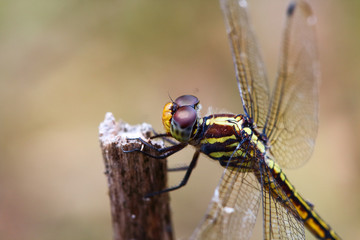 Dragonfly