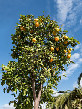 Mandarinenbaum