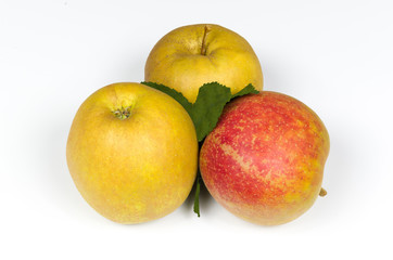 three large ripe yellow and red apples of the species Boscoop with a green leaf lying on a white table Close-up on full frame isolated on white background