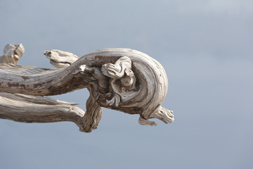 Artistic dragon head is natural art in gnarled wood