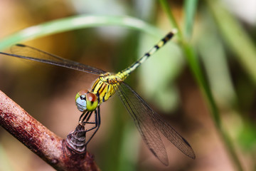 Dragonfly