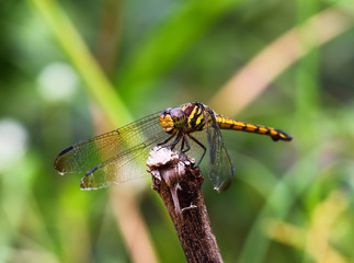 Dragonfly