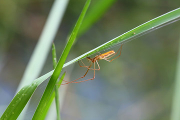 Spider lives on grass