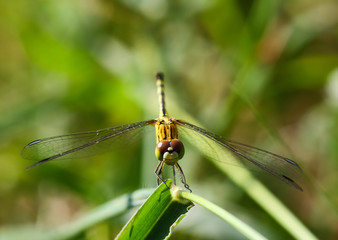 Dragonfly