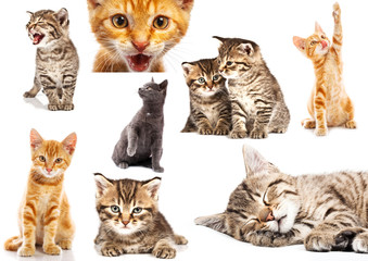 Set of cat isolated