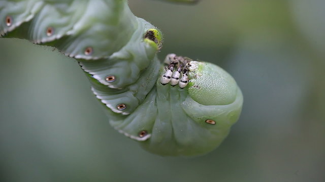 tomato hornworm closeup	
