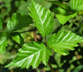 Leaves of blackberry