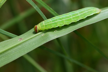 Green caterpillar