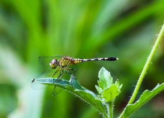 Dragonfly