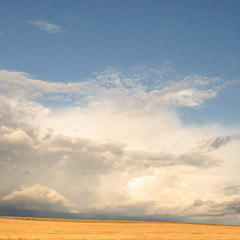 agricultural field