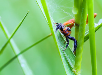 orange spider