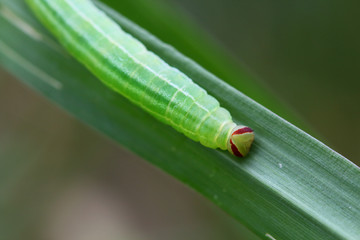 Green caterpillar