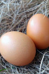 Two brown chicken egg on grass