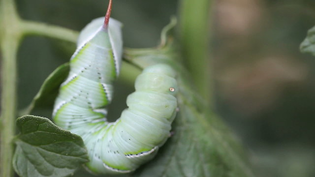 tomato worm reversing direction	
