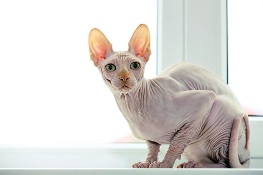 285 Best Sphynx Images Stock Photos Vectors Adobe Stock 285 Best Sphynx Images Stock Photos Vectors Adobe Stock