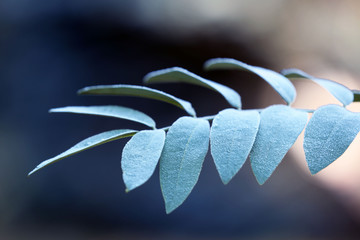 A branch with green tree leaves, on blurred background, close-up