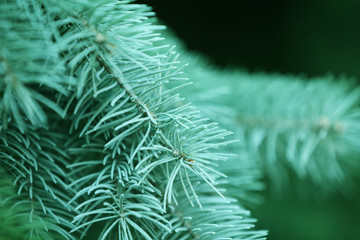 A branch of the fir-tree, close-up