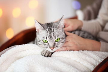 Beautiful cat on light background