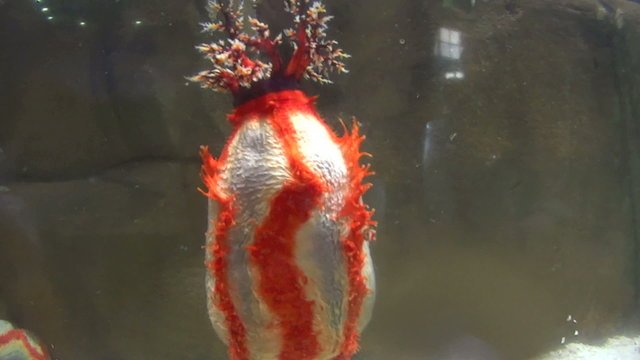 Hand comes in and touches a sea anenome in an aquarium.
