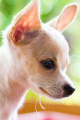 Brown Chihuahua puppy Sarawasi
