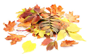 Colorful autumn leaves, isolated on white