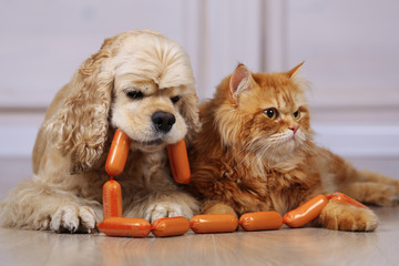 American cocker spaniel and red cat with sausage on floor in room