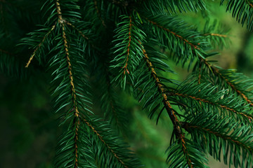Fototapeta na wymiar Spruce background