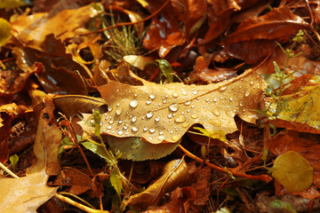 Background of colourful autumn leaves on the ground