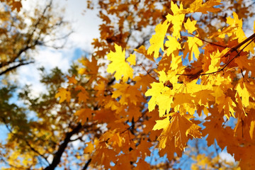 Tree branches closeup