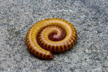 Millipedes