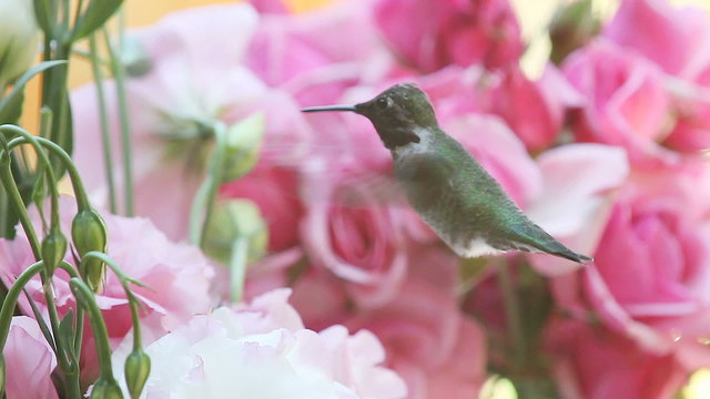 male ruby-throated hummingbird feeding in lisianthus flowers with roses in the background