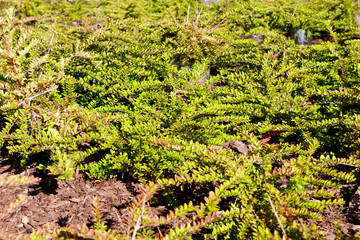 Green bush leaves background