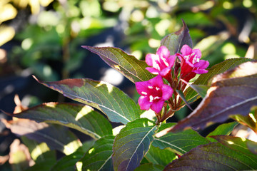 Autumn flower on the bush