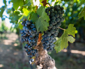 Naklejka premium Napa