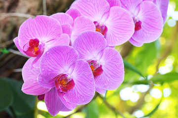 Naklejka na ściany i meble Bouquet of pink flowers orchids
