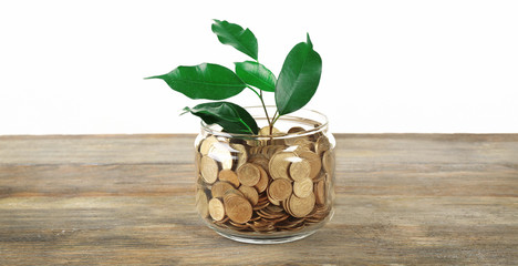Plant growing in bowl of coins on a table isolated on white
