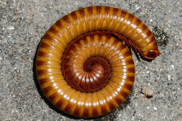 Millipedes