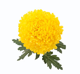 Chrysanthemums Rivalry