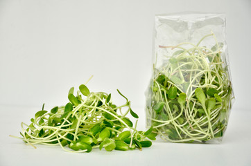 green young sunflower sprout