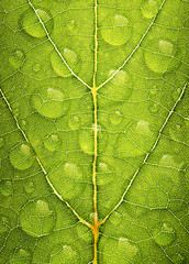 green leaf texture with water droplet, one shot
