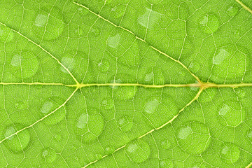 green leaf texture with water droplet, one shot
