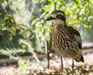 Close up of a bush stone curlew cleland wildlife