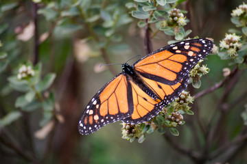 Fototapeta na wymiar Hermosa mariposa Monarca exhibe su belleza en el Santuario El Rosario Michoacán.