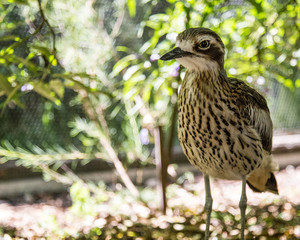 Close up of a bush stone curlew cleland wildlife