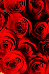 red rose background