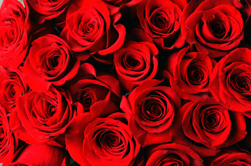 Obraz premium red rose background
